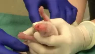 Zoo de Washington : l’un des bébés pandas est mort