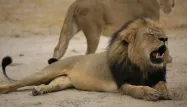 Le lion Jericho, faux frère de Cecil, est bien vivant