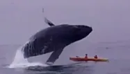 Une baleine saute sur un kayak, 1280x640
