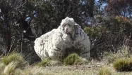 Le mouton Chris a perdu sa toison de laine