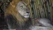 Un zoo danois critiqué après la dissection publique d'un lion