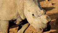 Tanzanie : 20 ans de prison pour avoir trafiqué des cornes de rhinocéros