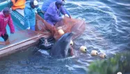 Japon : un massacre de dauphins filmé à Taiji