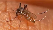 Premier décès "indirectement lié" au chikungunya