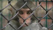Paralysie : un singe actionne le bras d'un autre par la pensée