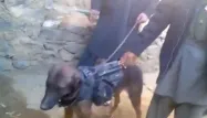 "Colonel", ce "chien de guerre" aux mains des talibans