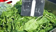L'épinard, un bon remède contre la faim
