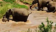 VIDEO - Un éléphanteau sauvé de la noyade par ses aînés
