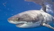 Les plus grands requins capturés ont été tués.