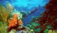 Australie : la grande barrière de corail déclassée par l'Unesco ?
