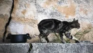 Condamnée à 500 euros d'amende pour avoir nourri des chats errants