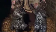 Maubeuge : naissance de deux panthères très rares au zoo