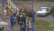 Un éléphant regarde passer le Tour
