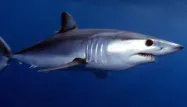 Internet : les requins coupent-ils les câbles sous-marins ?
