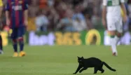 Il a fallu plus d'une minute avant que le chat ne puisse être attrapé, dimanche lors du match Barcelone-Elche.