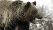 Il survit à l'attaque d'un grizzly et aux balles de son sauveteur