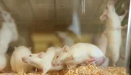 Les dissections de souris à l'école, c'est terminé