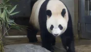VIDEO - Japon : un panda nommé désir