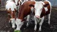 16 vaches meurent électrocutées en Aveyron