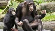 Les "chimpanzés" meilleurs en Bourse