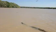 Happé par un crocodile, devant ses amis