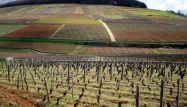 Des pesticides dans tous les vins