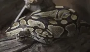Un python peut-il étrangler deux enfants dans leur sommeil ?