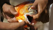 Attaque de piranhas : 60 blessés en Argentine