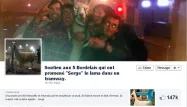 Facebook : page de soutien aux Bordelais qui ont promené un lama