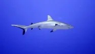 Nouvelle-Calédonie : un plongeur attaqué par un requin