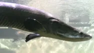 L'arapaima, le poisson aux écailles blindées.