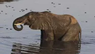 Et si l’éléphant d’Afrique disparaissait ?