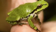 Une nouvelle espèce de grenouille à New York
