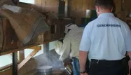 Un Suisse volait des abeilles en France