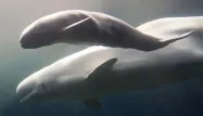 Une baleine capable d'imiter la voix humaine