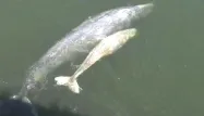 Une Baleine s'échoue à New-York