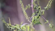 Allergie : gare à l’ambroisie