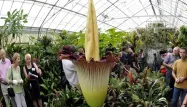 La plus grande fleur du monde sent la pourriture