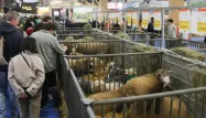 Ce qu'il faut retenir du premier jour de la 61ᵉ édition du Salon de l'Agriculture.