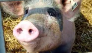 Des excréments de cochons contre les ados