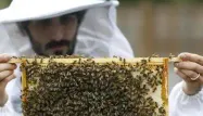 Les Britanniques luttent contre le déclin des abeilles