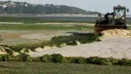 Des algues vertes ont-elles tué un cheval breton ?