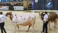 Les concours sont nombreux pendant la semaine du salon de l'agriculture.