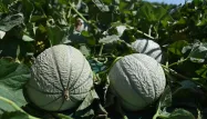 melon, culture, agriculture, société
