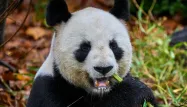 Au Zoo de Beauval, une dernière ovation pour les pandas avant un retour anticipé en Chine