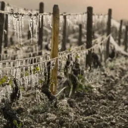 EXTRAIT - Gel : " On a jamais connu ça depuis 1938"