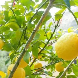 La mousse citron meringuée de Laurent Mariotte