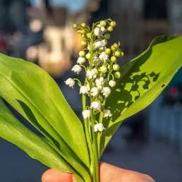 Pourquoi le 1er mai ? Pourquoi du muguet ? Comment ça se passe à l'étranger ? : trois questions autour de la fête du travail