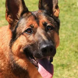 Coronavirus : et si les chiens renifleurs permettaient de dépister efficacement le virus ?