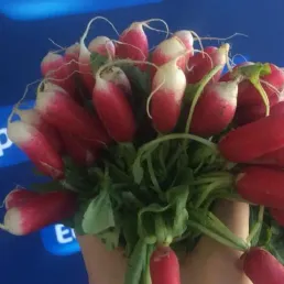 Découvrez la recette de radis-beurre à tartiner de Laurent Mariotte